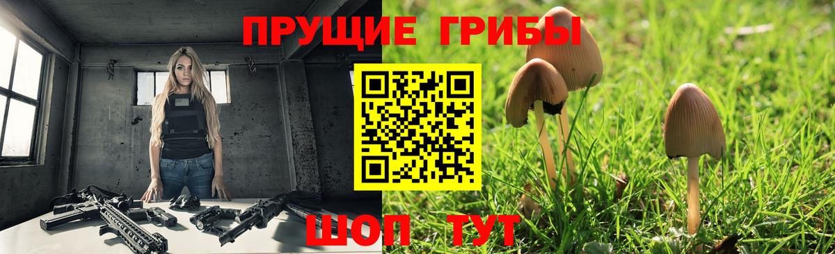 Псилоцибиновые грибы мицелий Тавда